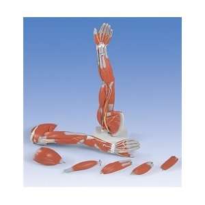  Muscles of the Left Arm Model 6 Part 3/4 Life Size: Health 