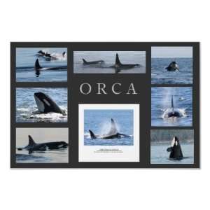  Orca Whale Collage Poster Killer Whales: Home & Kitchen