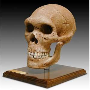  Skullduggery 0269 Neandertal Skull Toys & Games