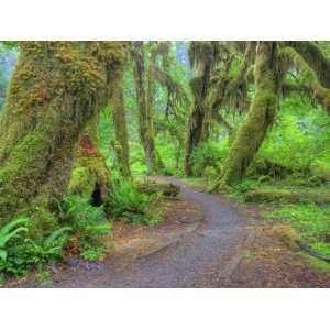 Hall of Mosses, Hoh Rain Forest, Olympic National Park, Washington 