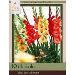  Honeyman Farms Gladiolus Sunset Mix Pack of 10 Bulbs 
