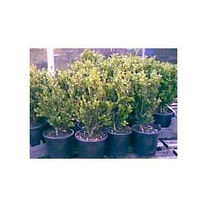  Boxwood Wintergreen Fast Growing ~ Lot of 6 shrubs 