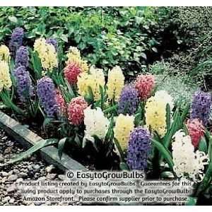  Hyacinth Fragrant Path Mix   10 large bulbs   14/16 cm 