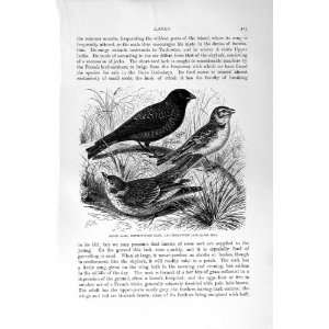   NATURAL HISTORY 1894 95 LARK BIRDS CALANDRA SHORT TOED