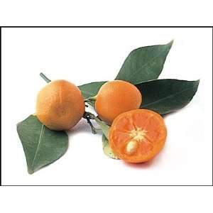 Patio Calamondin Orange Citrus Tree Perfect potted tree  