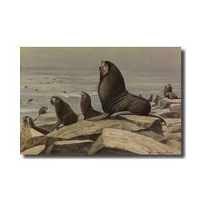  Alaska Fur Seals Resting On Rocks And Swimming Giclee 
