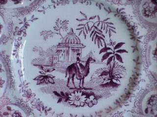   Transferware Staffordshire CAMEL Zoological Victorian Cup Plate  