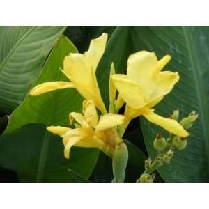  10 yellow canna lilly roots: Patio, Lawn & Garden