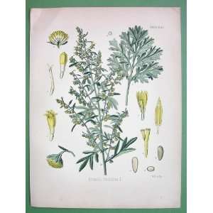 COMMON WORMWOOD Artemisia Absinthium   SUPERB Antique Botanical Print 