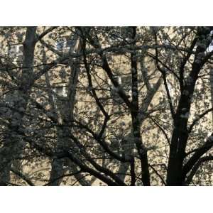  Trees in Blossom in New York City, United States Stretched 