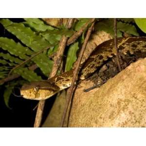  Fer De Lance (Bothrops Asper) Pit Viper on Rock with 