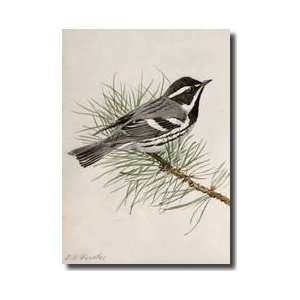 Blackthroated Gray Warbler Dendroica Nigrescens Giclee Print  