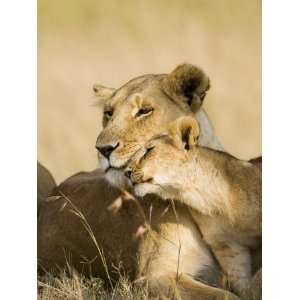  Lioness and Cub Showing Affection, Masai Mara Game Reserve 