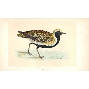  Golden Plover British Birds 1St Ed Morris 1851