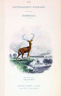 1833 Jardine Antique Animal Print   Herpestes Mungo  