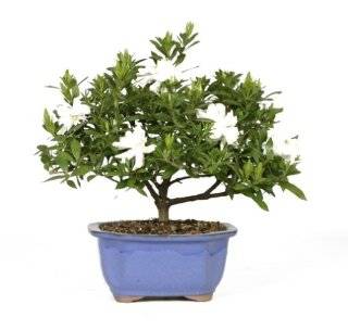 Brussels Bonsai 53805 Gardenia Bonsai