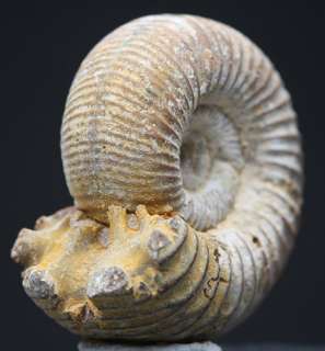 RARE Ammonite Natural Whole White Fossil Madagascar NR  