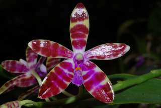 Phalaenopsis bastianii Species Orchid Plant  