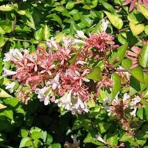  ABELIA CANYON CREEK / 3 gallon Potted Patio, Lawn 