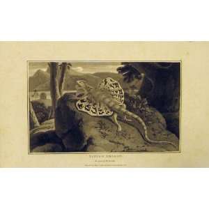  1807 Natural History Animal Flying Dragon Old Print
