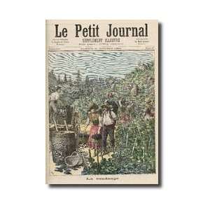  The Wine Harvest From le Petit Journal 31st October 1891 
