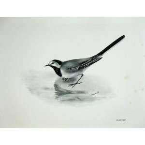  1907 White Wagtail Motacilla Alba Male Bird Print