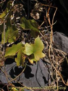 Dioscorea bryoniifolia. 35 fresh seeds  