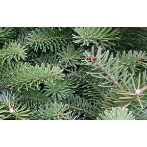  Balsam Fir Candle & Soap Fragrance Oil 1oz: Everything 