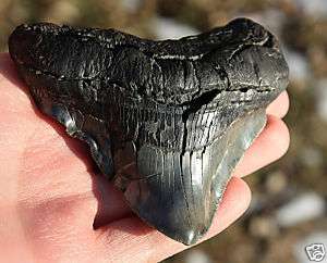WILDLY DEFORMED PATHOLOGY MEGALODON FOSSIL SHARK TOOTH  