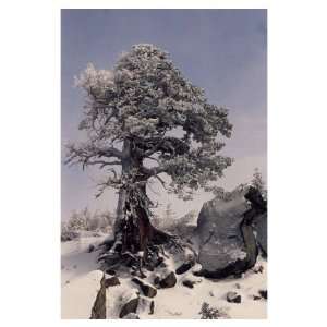  Ryme Ice Covered Tree, Note Card by Barbara Brundege, 5x7 