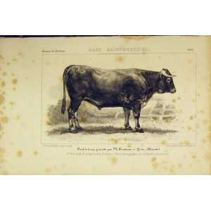  Race Saintongeoise Cattle 1853 French Lithograph Print 