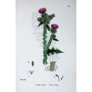   : Botany Plants C1902 Welted Thistle Carduus Crispus: Home & Kitchen