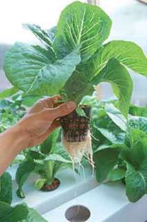 debate organics or hydroponics hydroponic terminology beginner s 