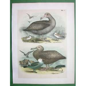 AMERICAN BIRDS Albatros Plover Gull Tattler   SCARCE Antique Print 