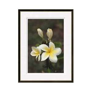  Frangipani Flowers Kauai Island Hawaii Framed Giclee Print 