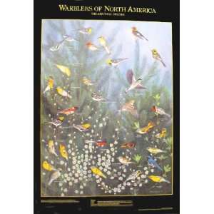  Warbles of North America Poster