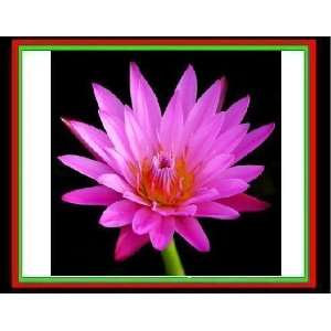   : PINK DAY WATER LILY SEEDS POND PLANT 5 seeds!: Patio, Lawn & Garden