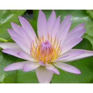    Light Pink Water Lily 5 Seeds Pond Plant: Patio, Lawn & Garden