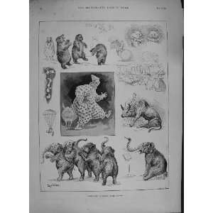    1894 NOAHS ARK ANIMALS COVENT GARDEN THEATRE WAIN