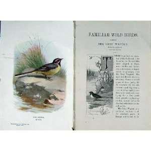  1901 Swaysland Wild Birds Grey Wagtail Thorburn Colour 