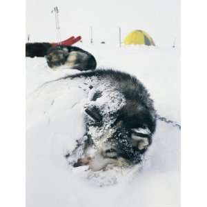 Huskies Curl up for a Nap in the Snow National Geographic Collection 