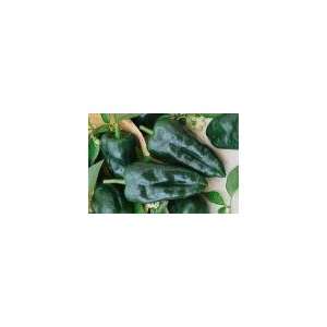  Ancho Hot Pepper Seed   1g Seed Packet: Patio, Lawn 