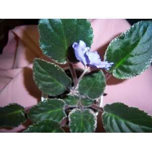   edge Rebels Minnesota Haze African Violet Plant: Everything Else