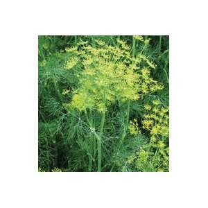  Davids Herb Dill Vierling 100 Seeds per Packet Patio 