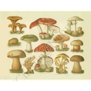    Botanical Mushroom Print Poisonous Mushrooms