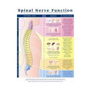 Spinal Nerve Function Anatomical Chart   Laminated:  