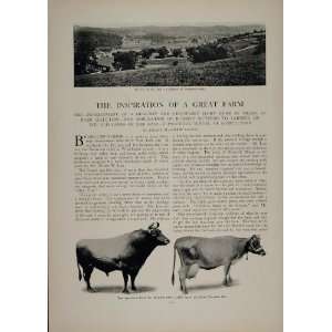   Manor Dairy Farm Jersey Cows   Original Print Article