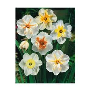     Mixed Colors Fall Flower Bulb   Pack of 12: Patio, Lawn & Garden