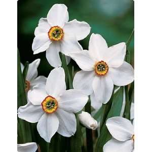   Original Poets Fall Flower Bulb   Pack of Eight Patio, Lawn & Garden