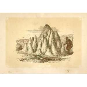 Ant Hills 1860 Coloured Engraving Sepia Style: Home 